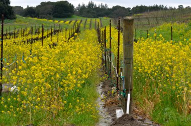 arka planda hardallı kışın Napa Vadisi