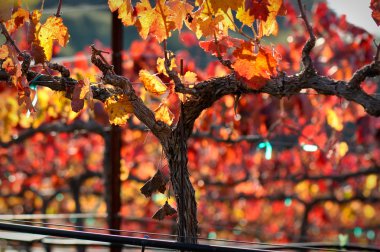 Close up of a Red Grape Wine Vine clipart