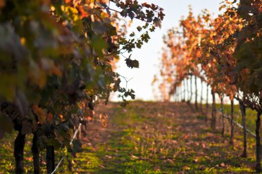 Vineyard günbatımı