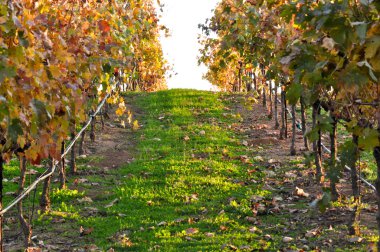 Vineyard günbatımı