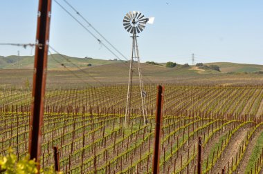 Napa california bağ ile bir yel değirmeni