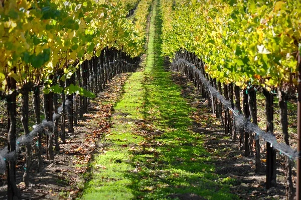Höstens vingård i napa valley — Stockfoto