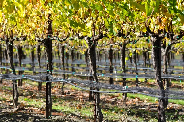 Wijngaard in de herfst herfst — Stockfoto