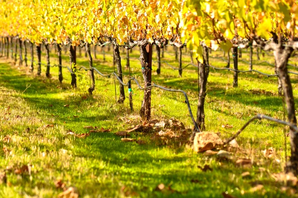 Podzimní vinice — Stock fotografie