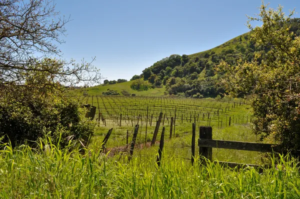 Hermoso viñedo en el valle de Napa —  Fotos de Stock