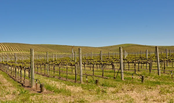 Красивый виноградник в долине Напа — стоковое фото