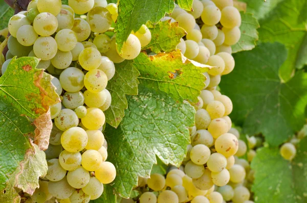 Winogron Chardonnay z bliska — Zdjęcie stockowe
