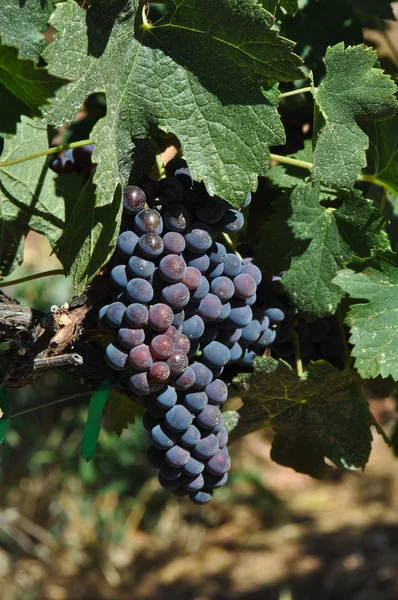 Червоне вино винограду на лозі — стокове фото