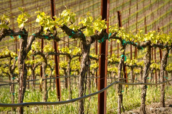 Grapes Vines in Vineyard during Spring — Stok fotoğraf