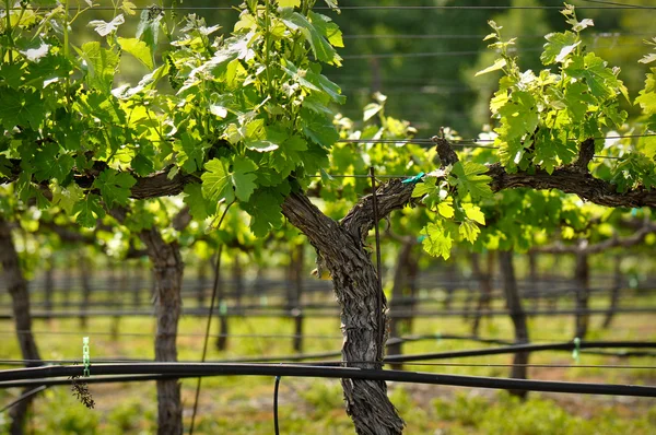 Napa Valley winogrono zbliżenie — Zdjęcie stockowe