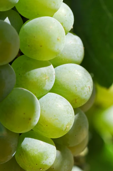 Zielony winogron z bliska w napa valley gotowy na wino — Zdjęcie stockowe