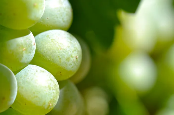 Raisins verts Fermer dans la vallée de Napa Prêt à être transformé en vin — Photo