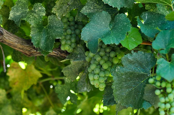 Green Grapes Close Up — Stock Photo, Image