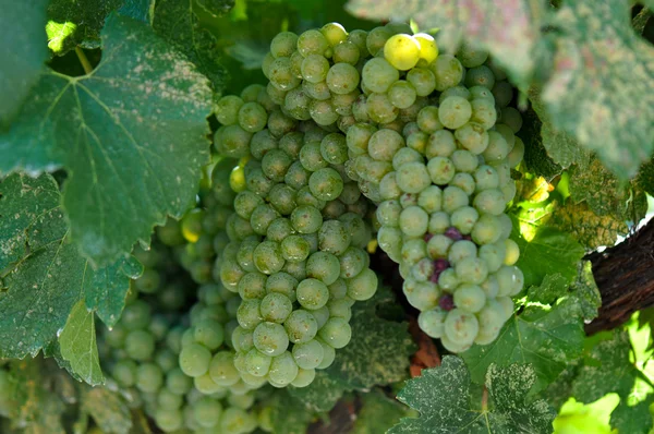 Groene druiven close-up in napa valley klaar om te worden gemaakt in wijn — Stockfoto