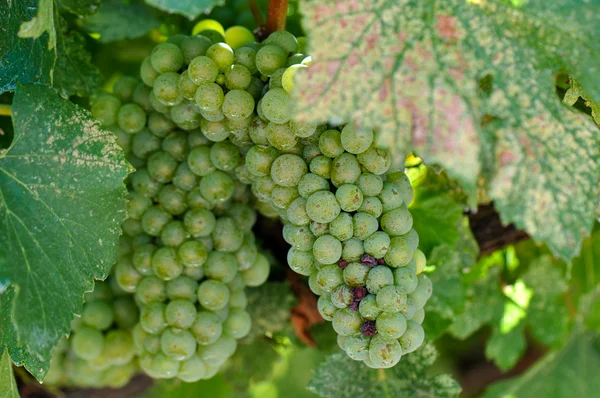 Groene druiven close-up in napa valley klaar om te worden gemaakt in wijn — Stockfoto