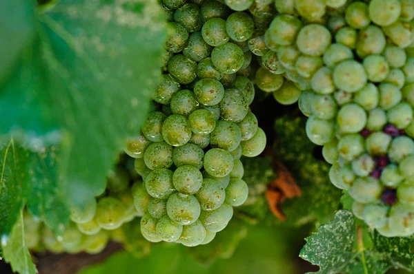 Uvas verdes de cerca en el valle de Napa Listo para ser convertido en vino — Foto de Stock