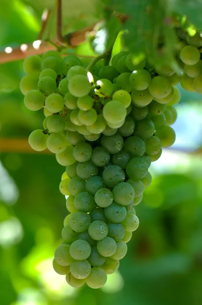 Groene druiven op de wijnstok — Stockfoto