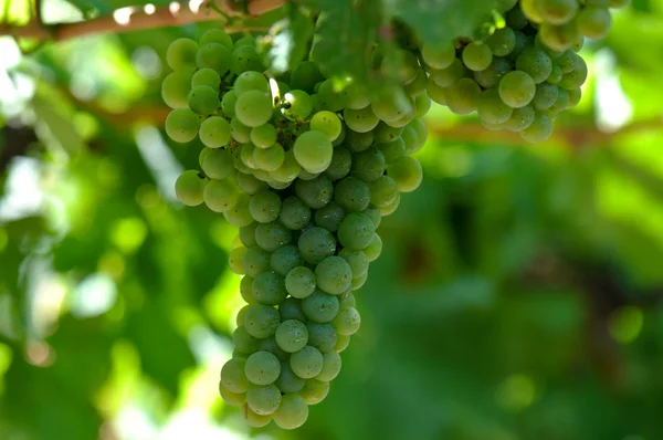 Raisins verts sur la vigne — Photo