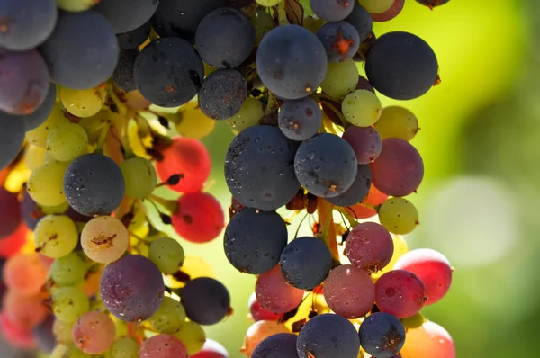 Multi kleur druiven op de wijnstok — Stockfoto