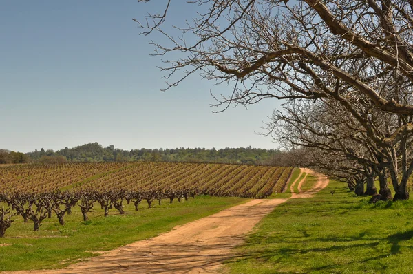Více stromy rámování krásné vinice — Stock fotografie