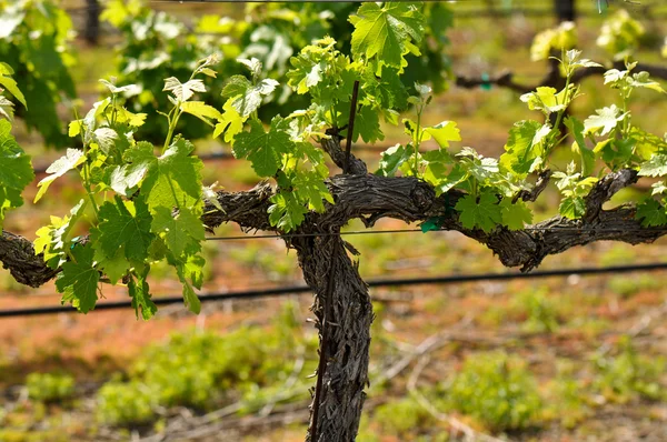Vinha de uva na primavera Napa — Fotografia de Stock