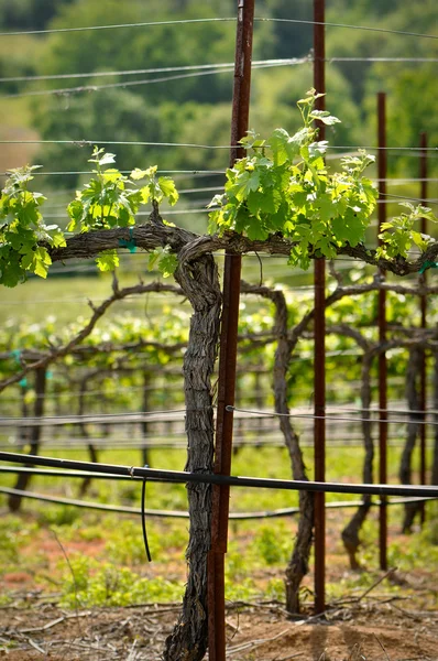 Napa Grape Vine på våren — Stockfoto