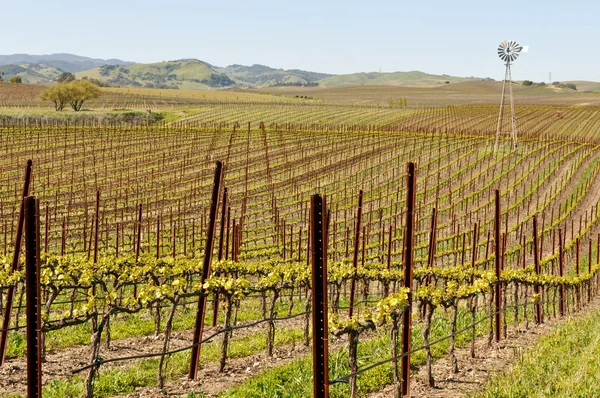 Napa Valley, Каліфорнія виноградника з млин — стокове фото
