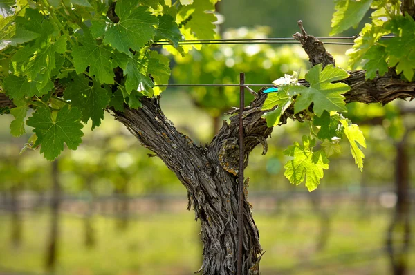 Napa valley winogron winorośli zbliżenie na wiosnę — Zdjęcie stockowe