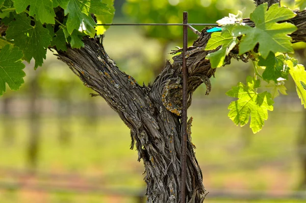 Viña de uva del valle de Napa primer plano en primavera — Foto de Stock