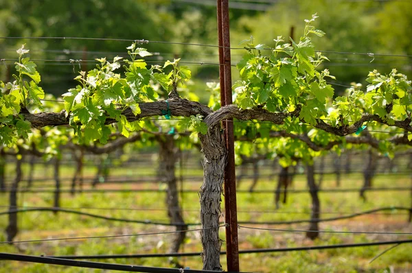 Vinha de uva do Vale de Napa closeup na primavera — Fotografia de Stock