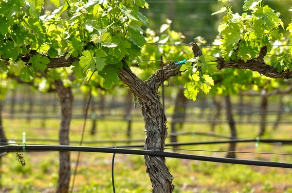 Druva vingården i våren — Stockfoto