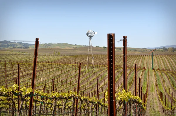 Napa valley Californië wijngaard met molen — Stockfoto