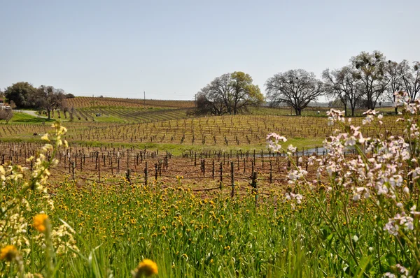 Pięknych winnic w Kalifornii oprawione z kwiatami — Zdjęcie stockowe