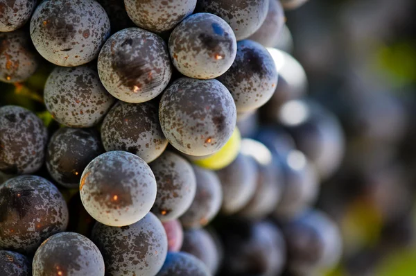 Uvas rojas en la vid en el valle de Napa — Foto de Stock