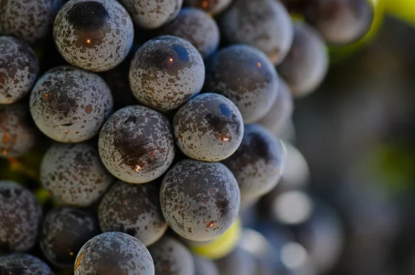 Червоний виноград на винограді в долині Напа — стокове фото