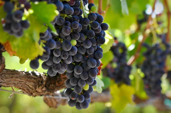 Czerwone winogrona na winorośli — Zdjęcie stockowe
