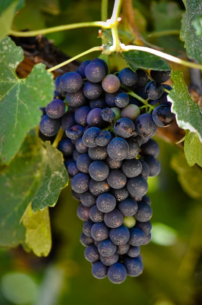 Red Wine Grapes on Vine — Stock Photo, Image