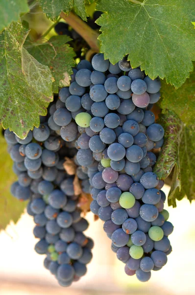 Red Grapes on the Vine in Napa Valley California — Stock Photo, Image
