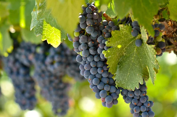 Czerwone winogrona na winorośli w napa valley w Kalifornii — Zdjęcie stockowe