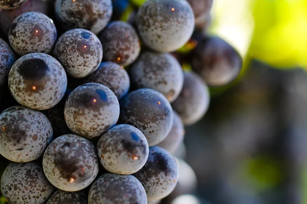 Raisins rouges sur la vigne dans la vallée de Napa en Californie — Photo
