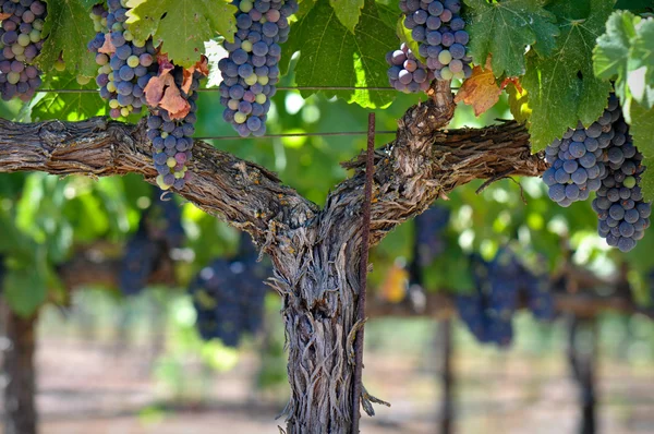 纳帕谷葡萄树上的红葡萄 — 图库照片