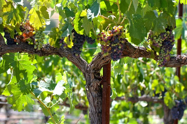 Красный виноград на виноградной лозе в долине — стоковое фото