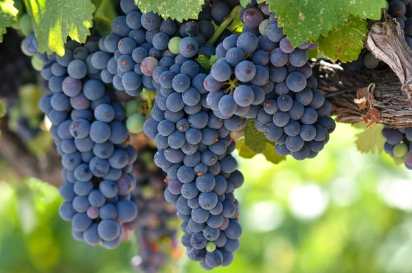 Czerwone winogrona na winorośli w Napa Valley — Zdjęcie stockowe