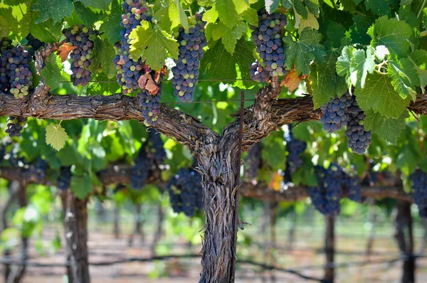 Uvas vermelhas na videira em Napa Valley — Fotografia de Stock