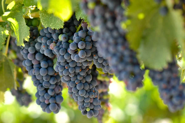 Röda druvor på vinstocken — Stockfoto