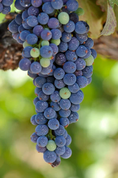 Red Grapes on the Vine — Stock Photo, Image