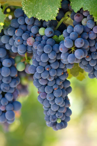 Uvas rojas en la vid — Foto de Stock