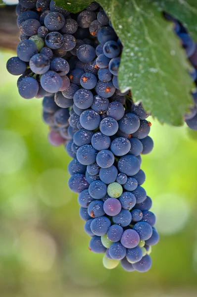 Красный виноград на лозе — стоковое фото