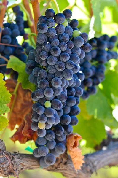 Rode wijndruiven op de wijnstok — Stockfoto