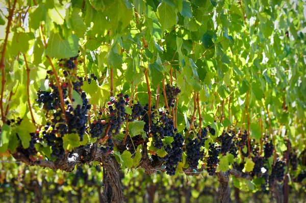 Uvas de vinho tinto na videira — Fotografia de Stock